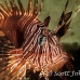 lionfish_common_muck_h_0705_png2270.jpg